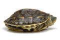Mauremys sinensis juvenil